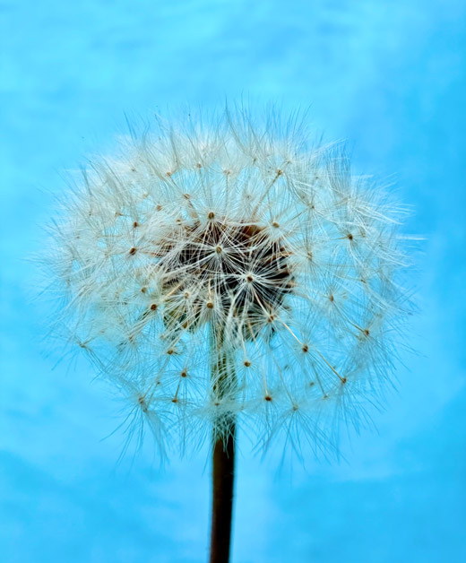 Macro